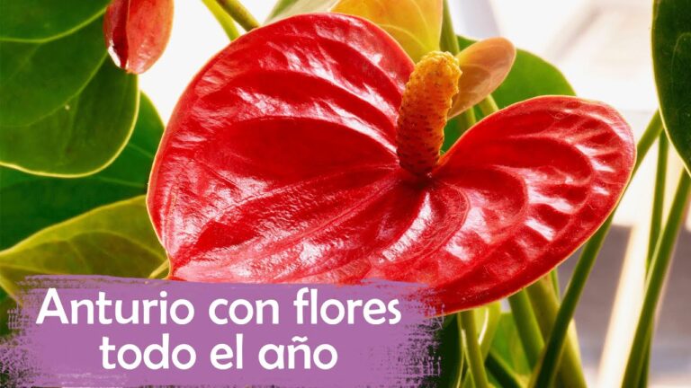 Telas que Mantienen Su Tonalidad Original