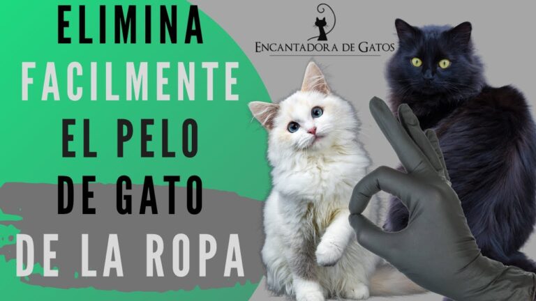 Consejos de Expertos para Tapicería Personalizada de Asientos